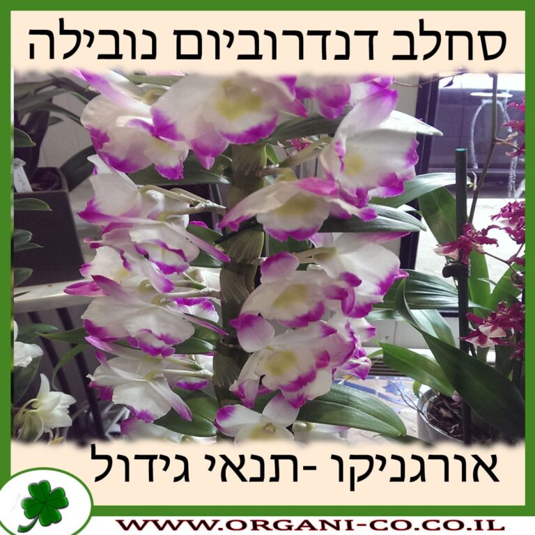 סחלב דנדרוביום נובילה סחלב דנדרוביום נובילה