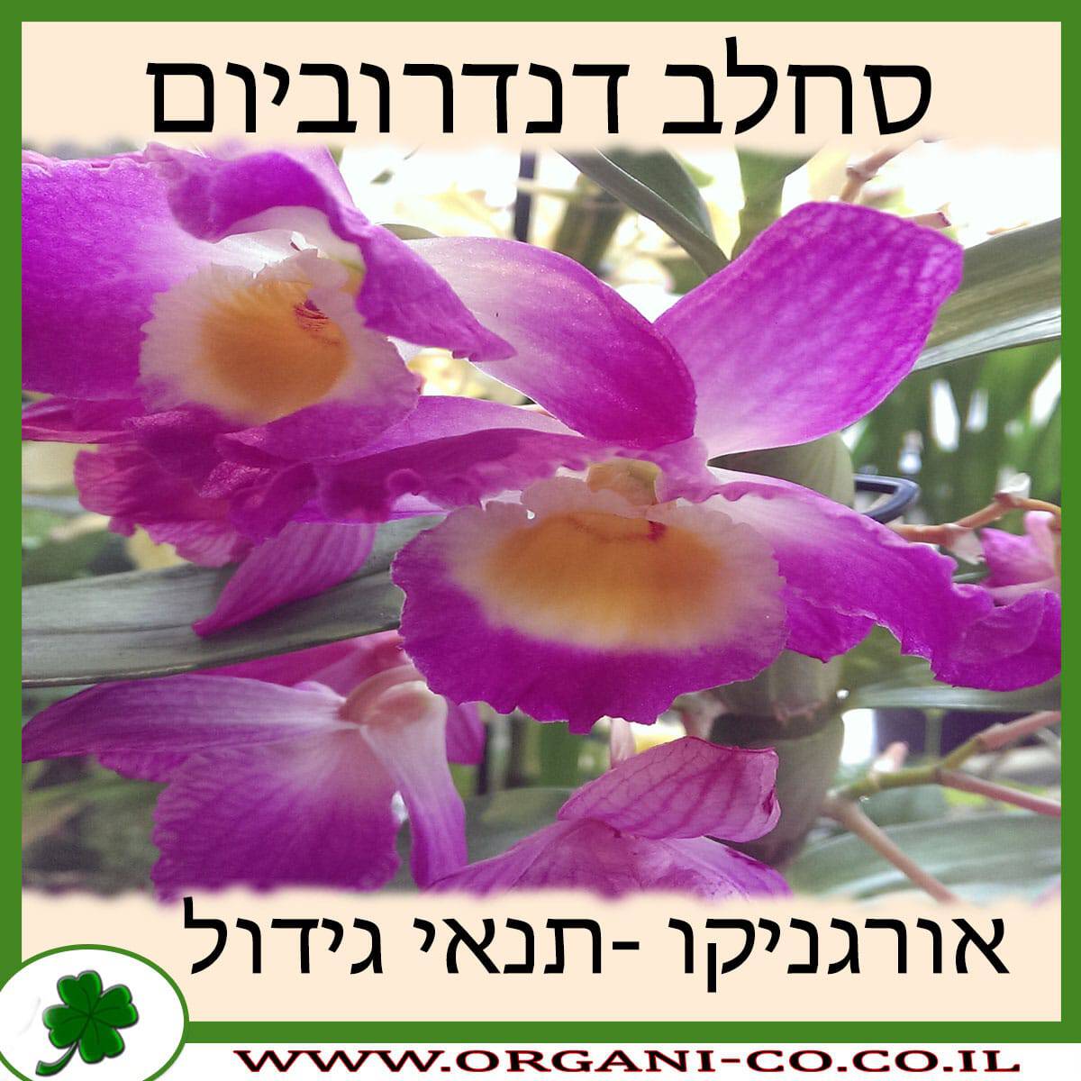 סחלב דנדרוביום