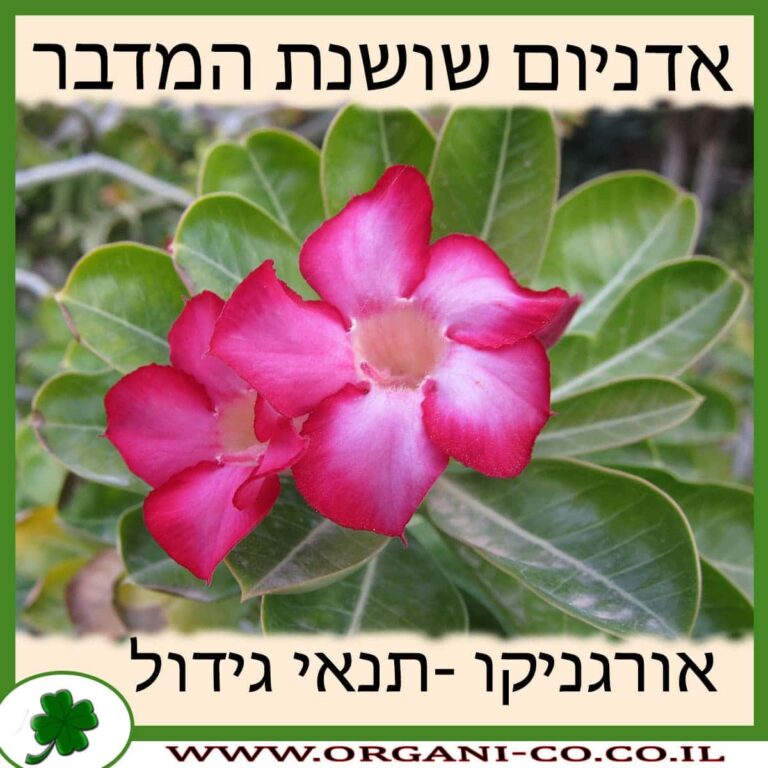 אדניום שושנת המדבר אדניום שושנת המדבר