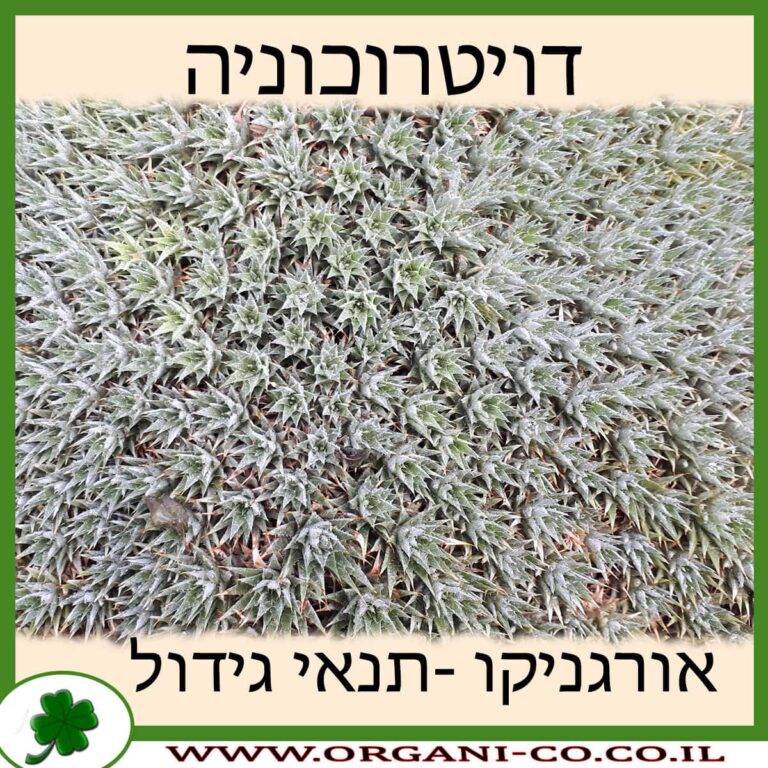 דויטרוכוניה דויטרוכוניה
