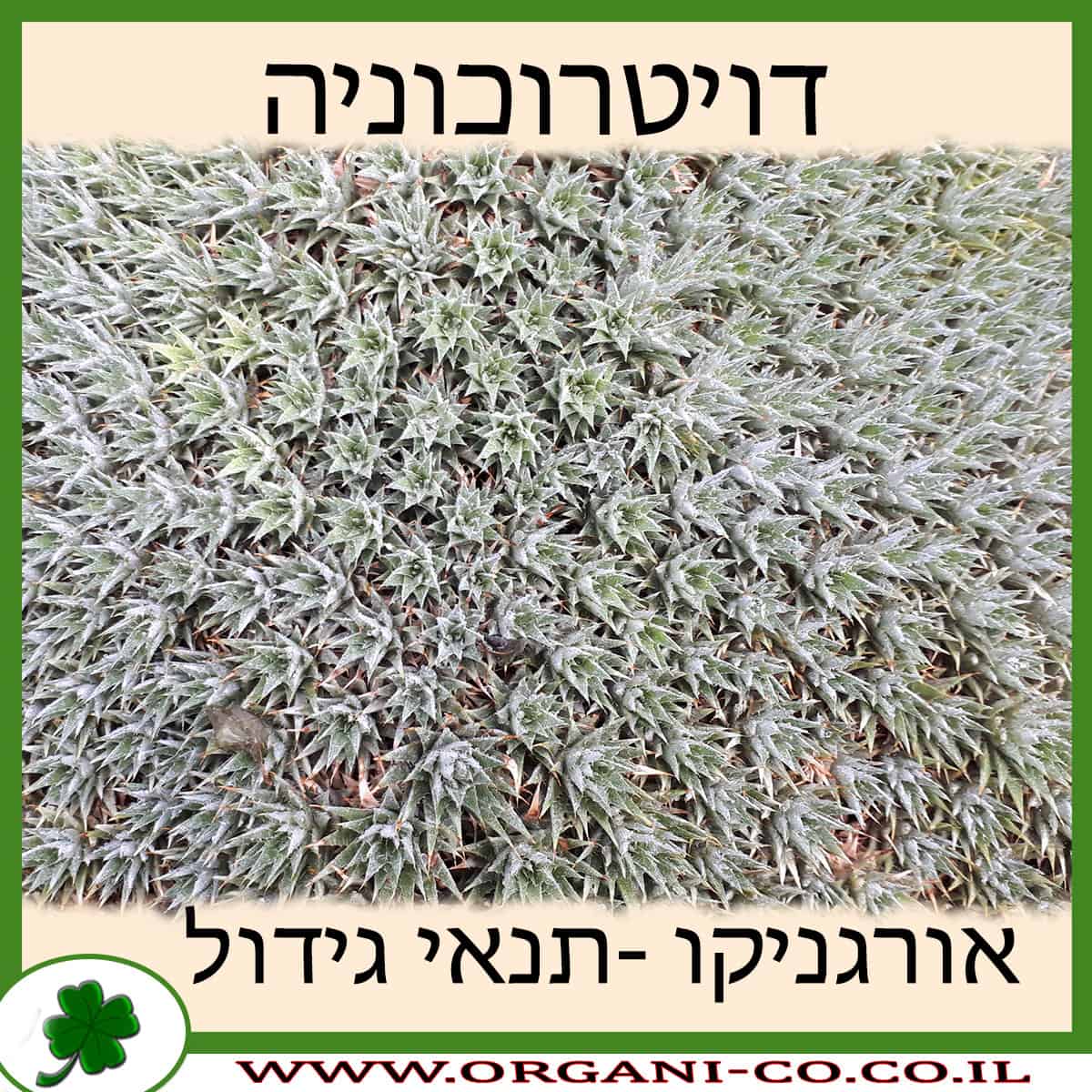 דויטרוכוניה