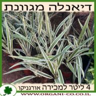 דיאנלה מגוונת 4 ליטר למכירה