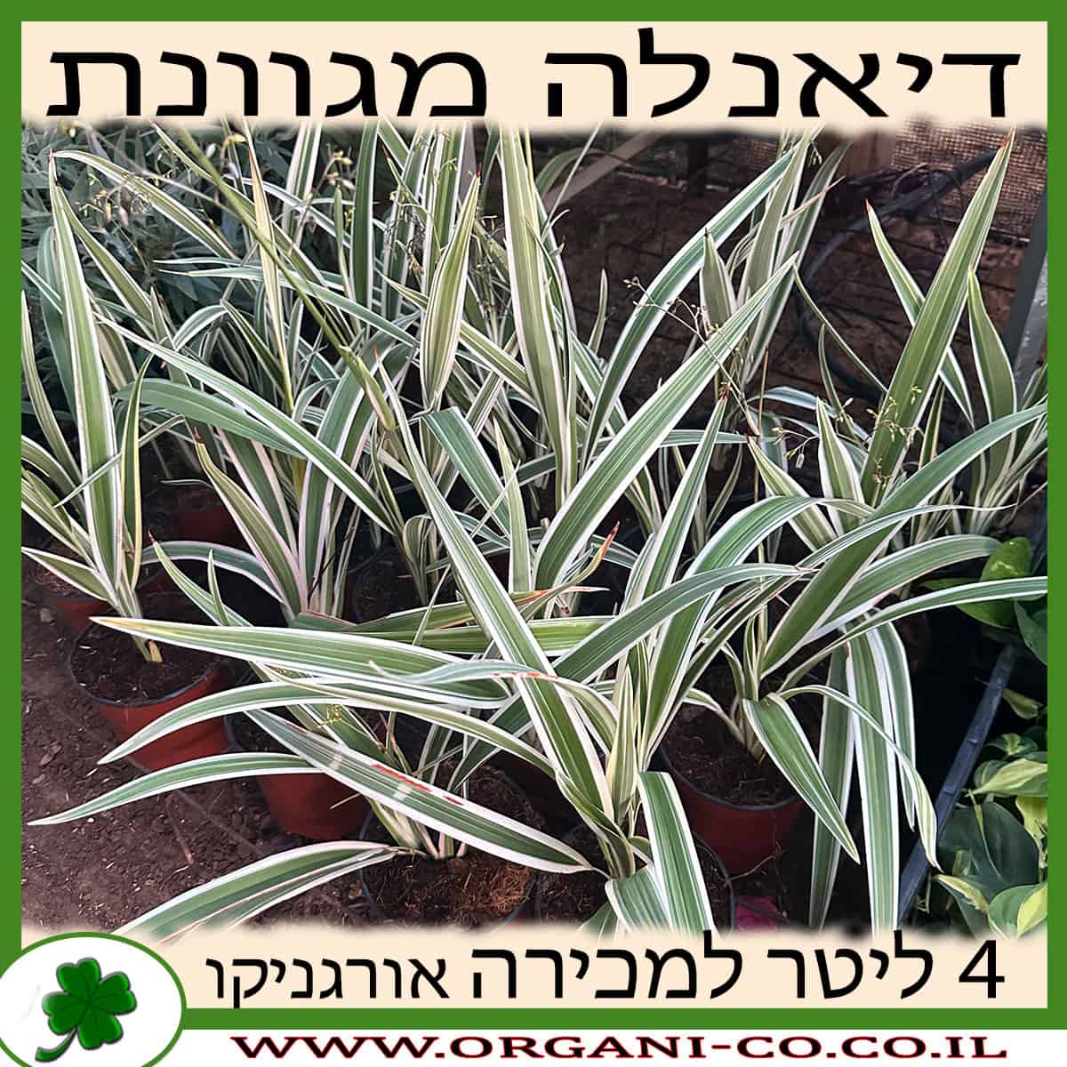 דיאנלה מגוונת 4 ליטר למכירה