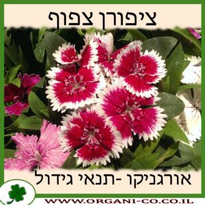 ציפורן צפוף