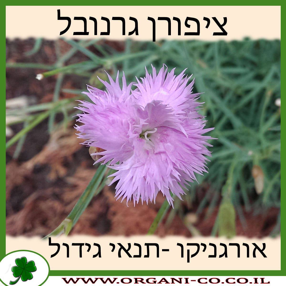 ציפורן גרנובל