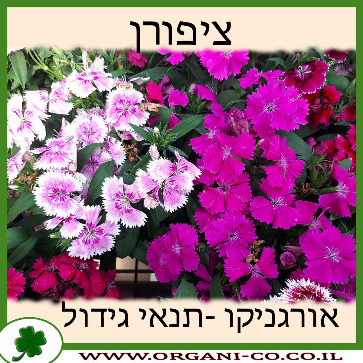 ציפורן פרח