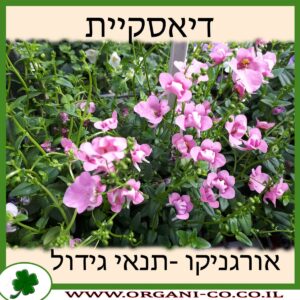 דיאסקיית