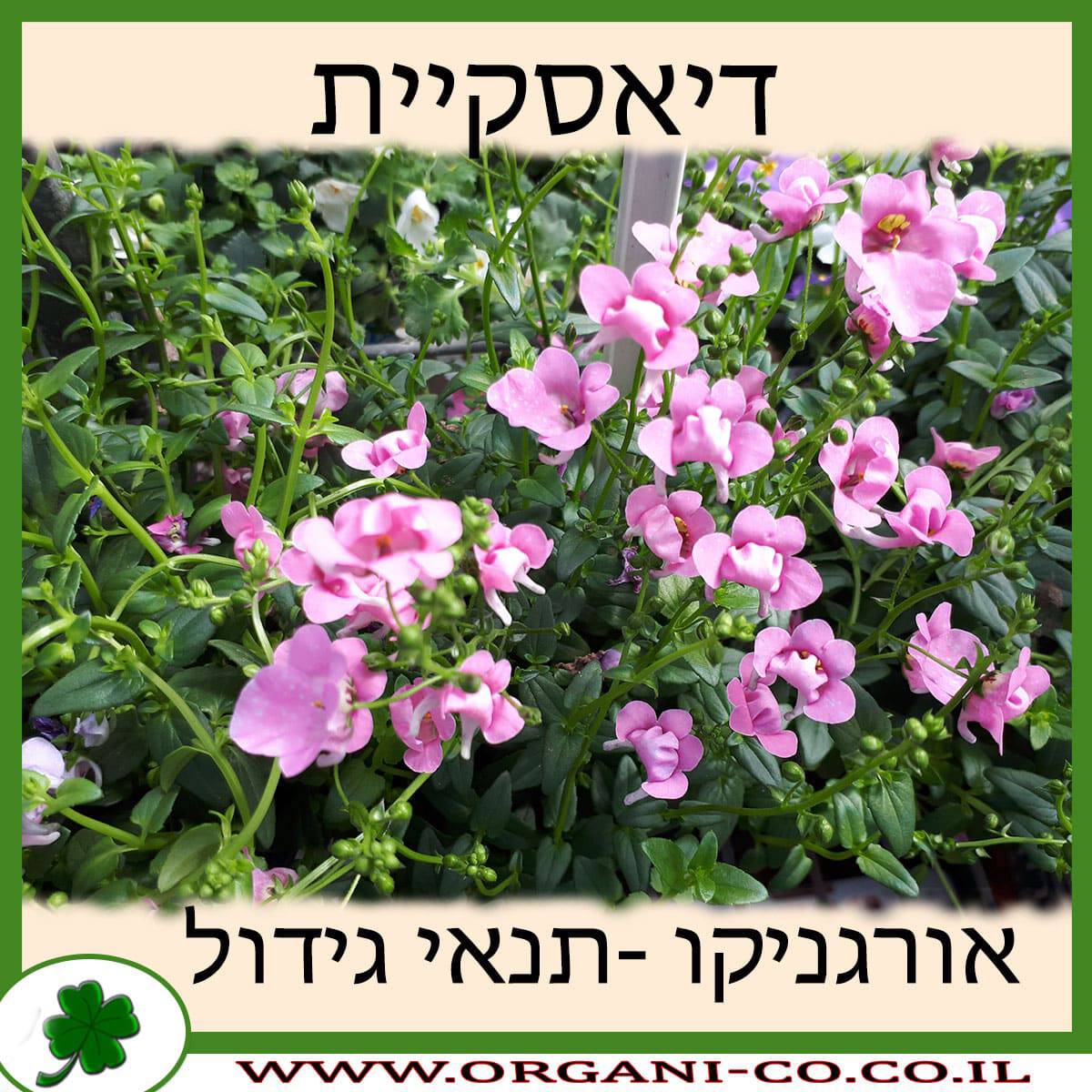 דיאסקיית