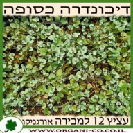 דיכונדרה כסופה עציץ 12 למכירה - מחיר