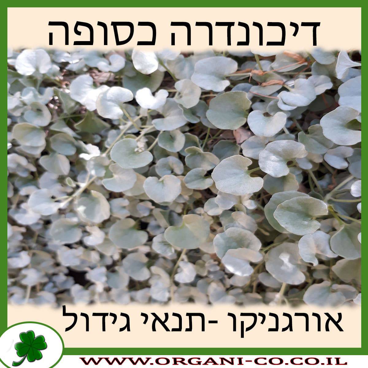 דיכונדרה כסופה