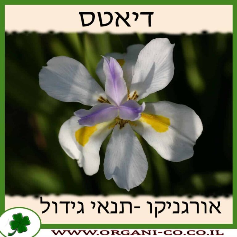דיאטס דיאטס גידול צמח