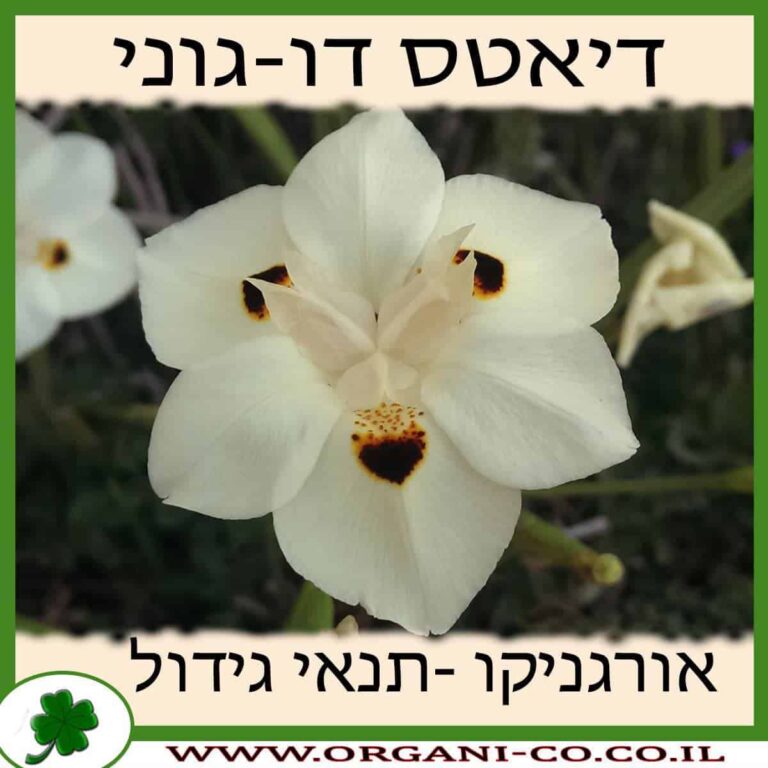 דיאטס דו-גוני דיאטס דו-גוני גידול צמח
