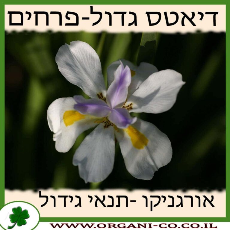 דיאטס גדול-פרחים דיאטס גדול-פרחים גידול צמח