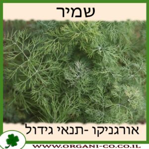 שמיר גידול צמח