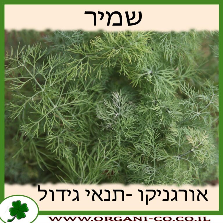 שמיר שמיר גידול צמח