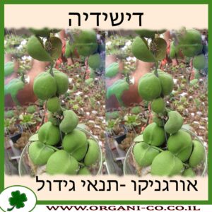 דישידיה