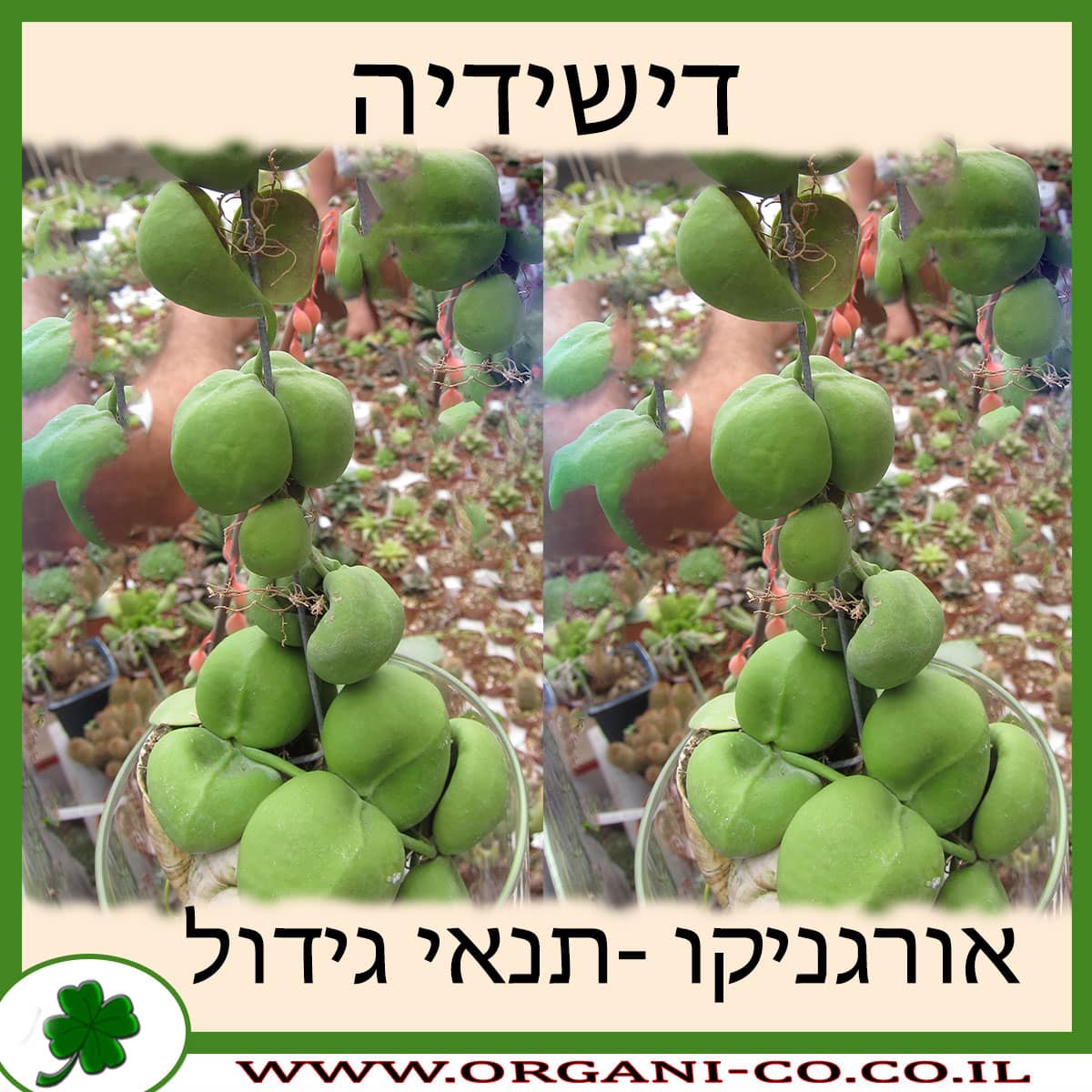 דישידיה