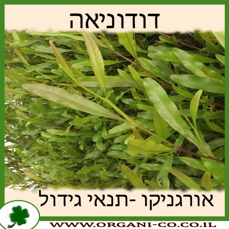 דודוניאה דודוניאה