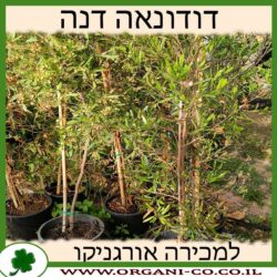 דודונאה דנה 10 ליטר