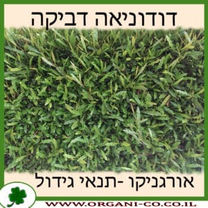 דודוניאה דביקה
