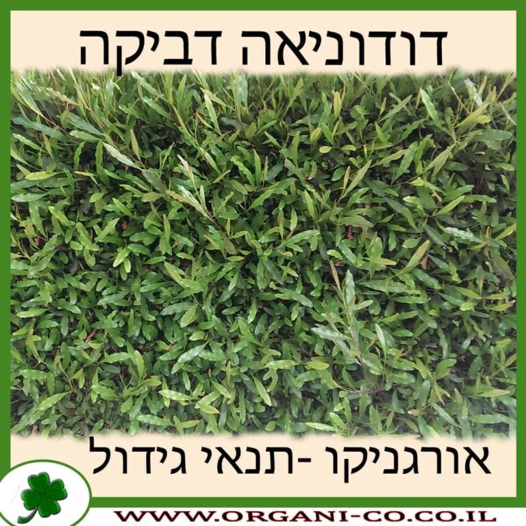דודוניאה דביקה דודוניאה דביקה