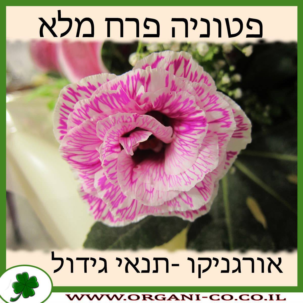 פטוניה פרח מלא