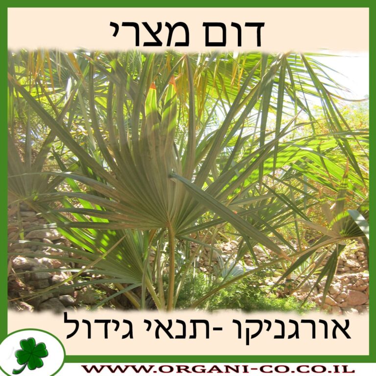 דום מצרי דום מצרי