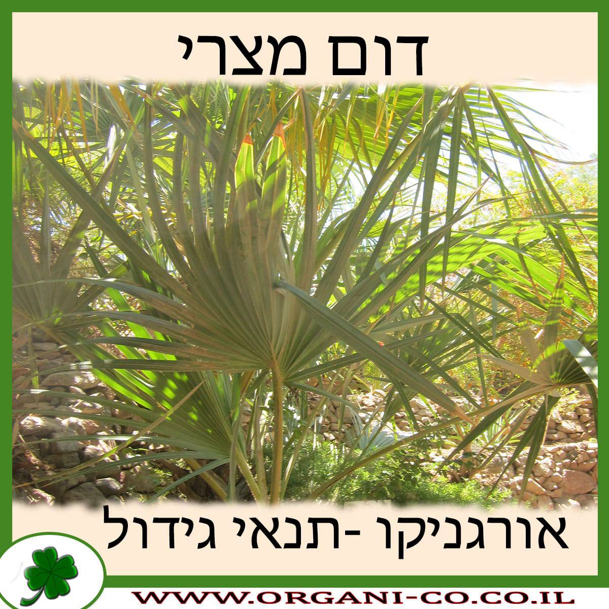 דום מצרי