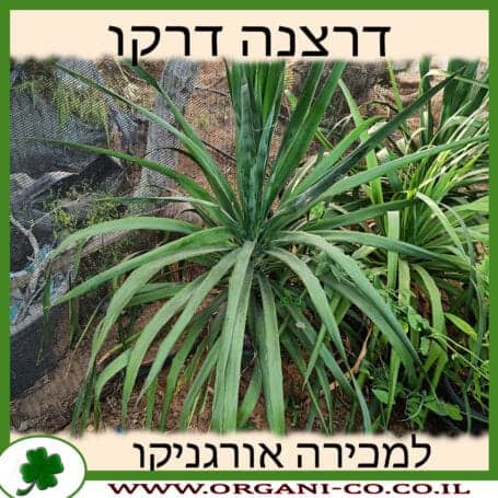 דרצנה דרקו למכירה - מחיר