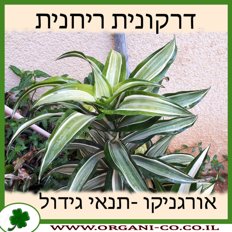 דרקונית ריחנית דרקונית ריחנית