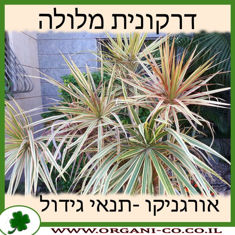 דרקונית מלולה דרקונית מלולה