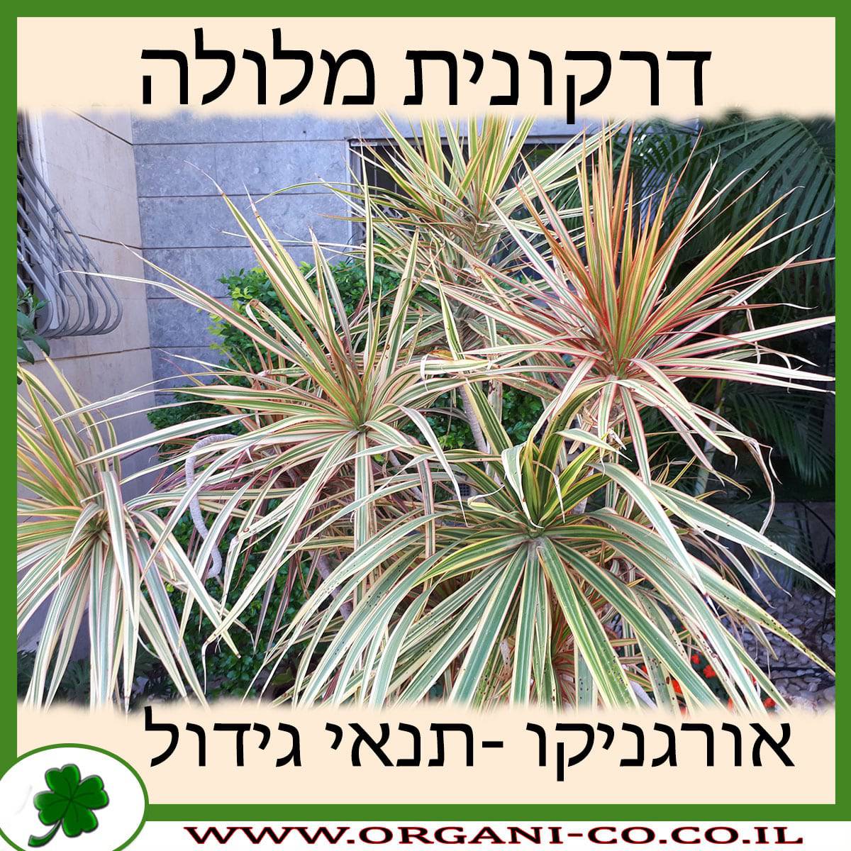 דרקונית מלולה