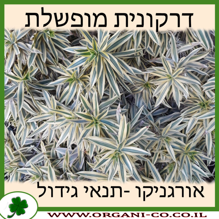 דרקונית מופשלת דרקונית מופשלת