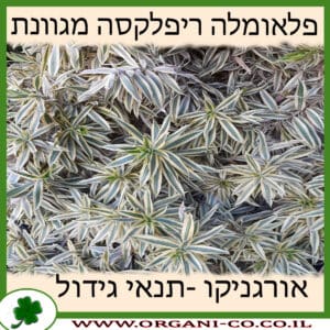 פלאומלה ריפלקסה מגוונת