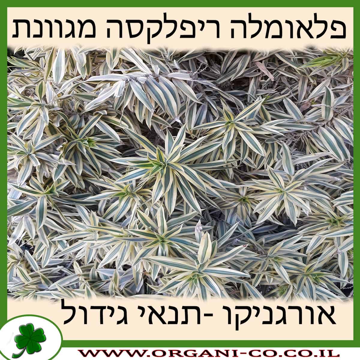 פלאומלה ריפלקסה מגוונת