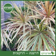 דרצנה – דרקונית למכירה - מחיר