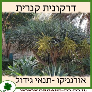 דרקונית קנרית