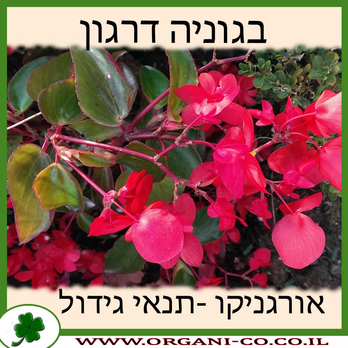 בגוניה דרגון