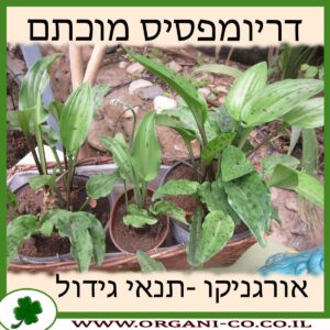 דריומפסיס מוכתם