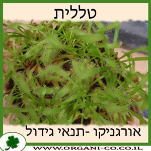 טללית