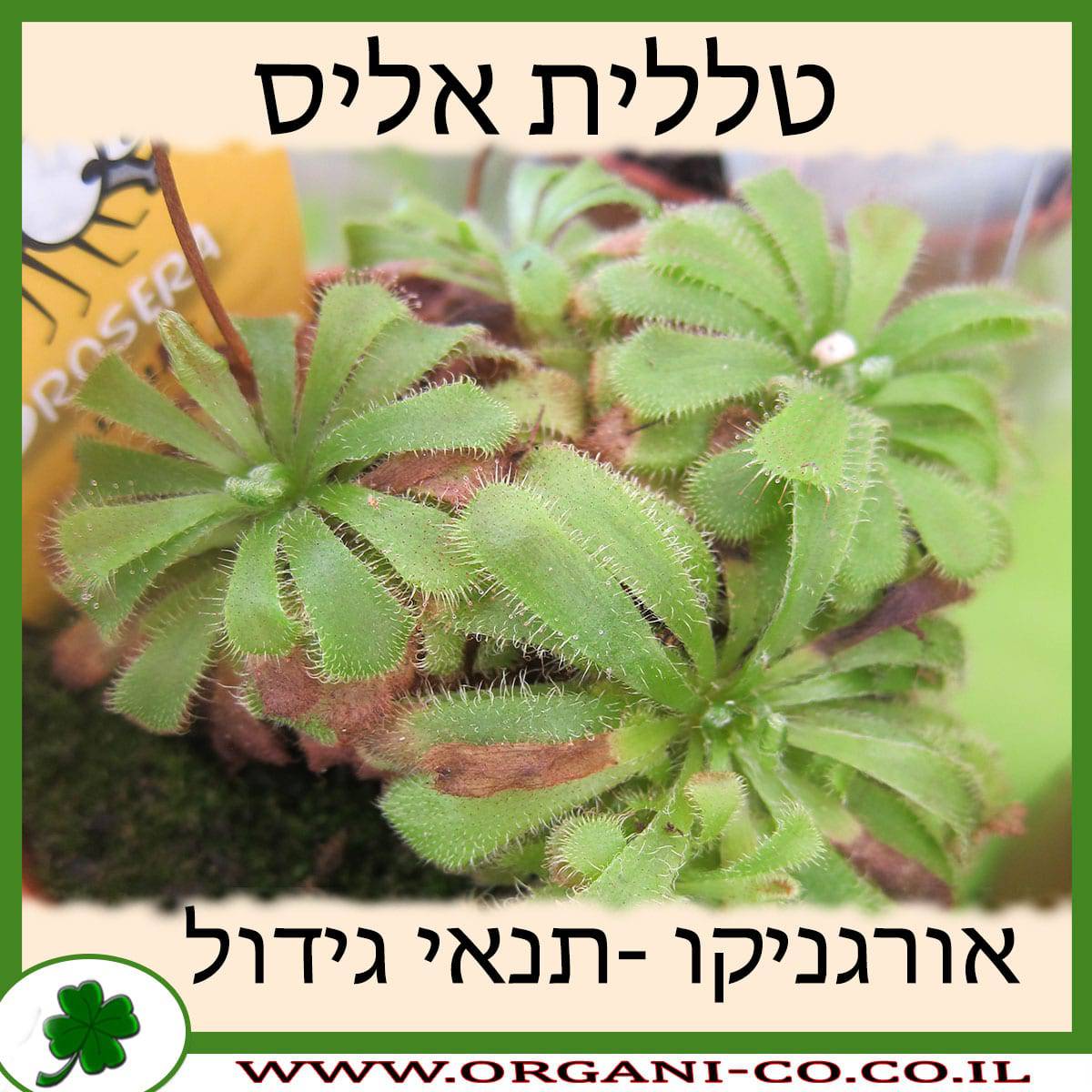 טללית אליס