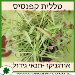 טללית קפנסיס