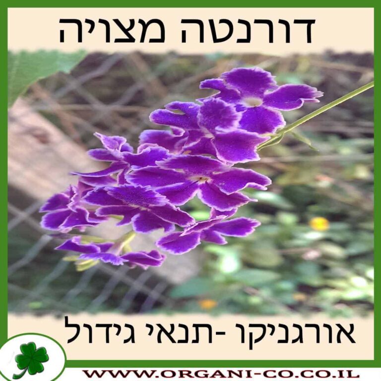 דורנטה מצויה דורנטה מצויה גידול צמח