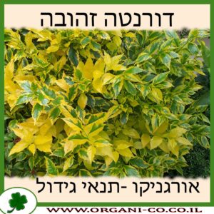 דורנטה זהובה