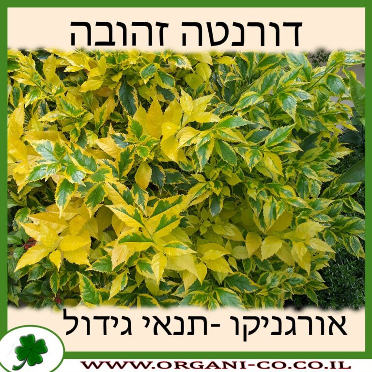 דורנטה זהובה דורנטה זהובה