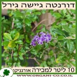 דורנטה גיישה גירל 10 ליטר