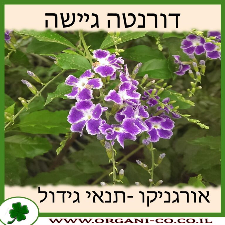 דורנטה גיישה דורנטה גיישה