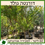 דורנטה תאילנדית 60 ליטר למכירה - מחיר