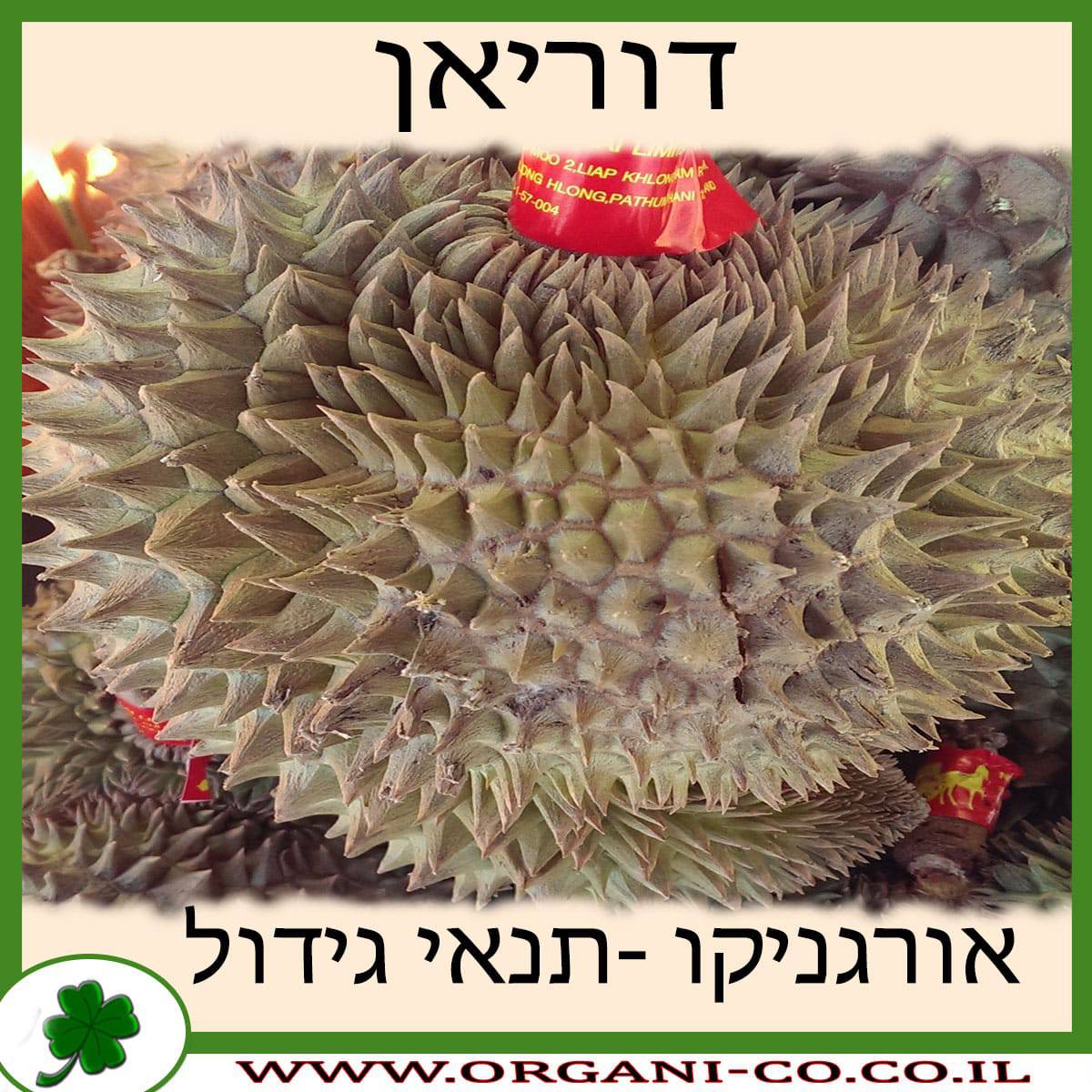 דוריאן גידול צמח