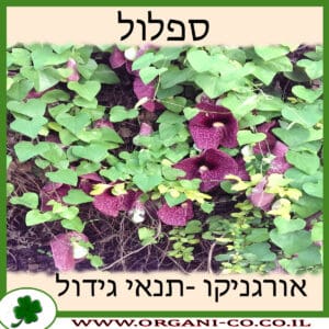 ספלול